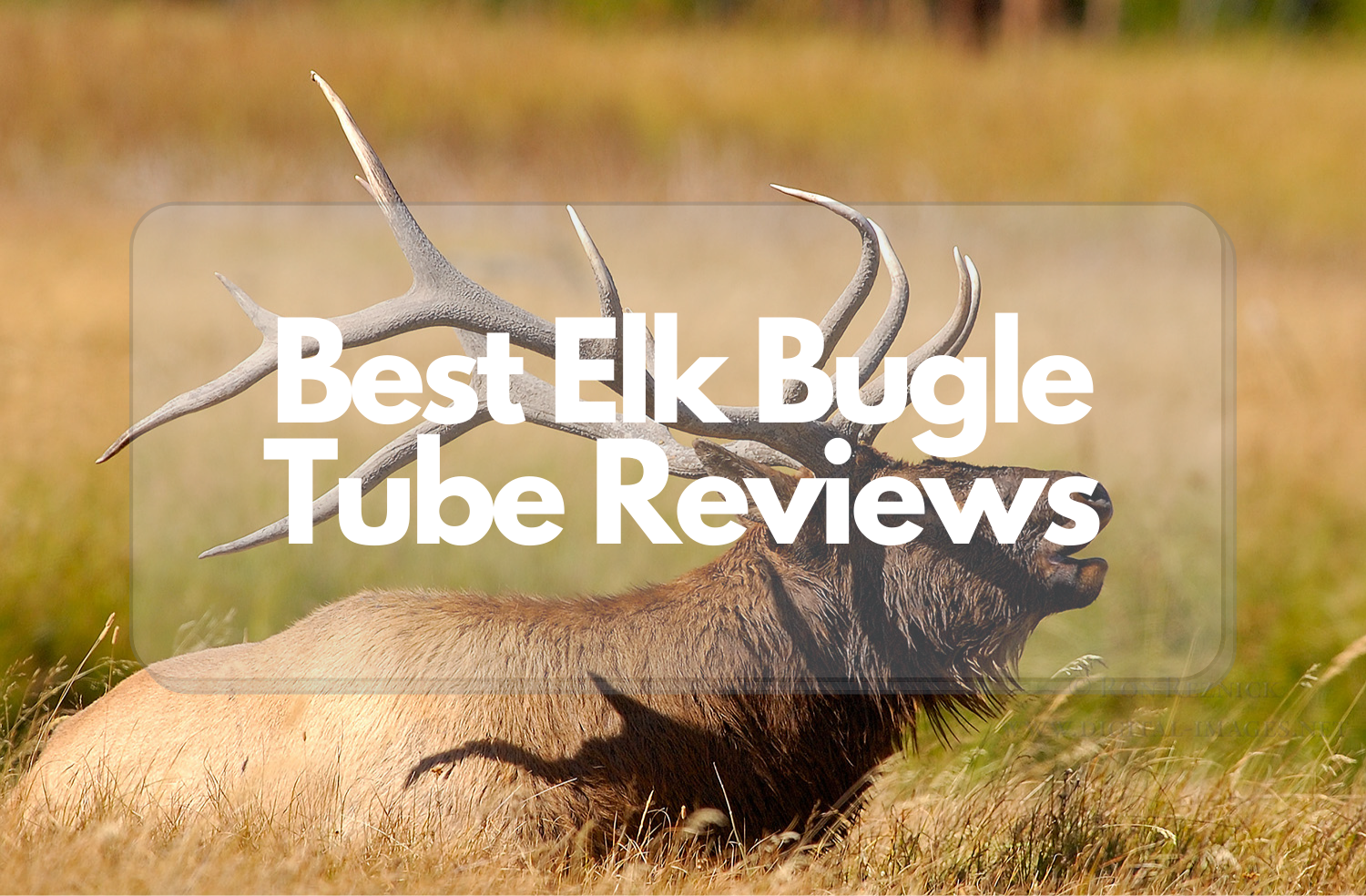 Best Elk Bugle Tube Review