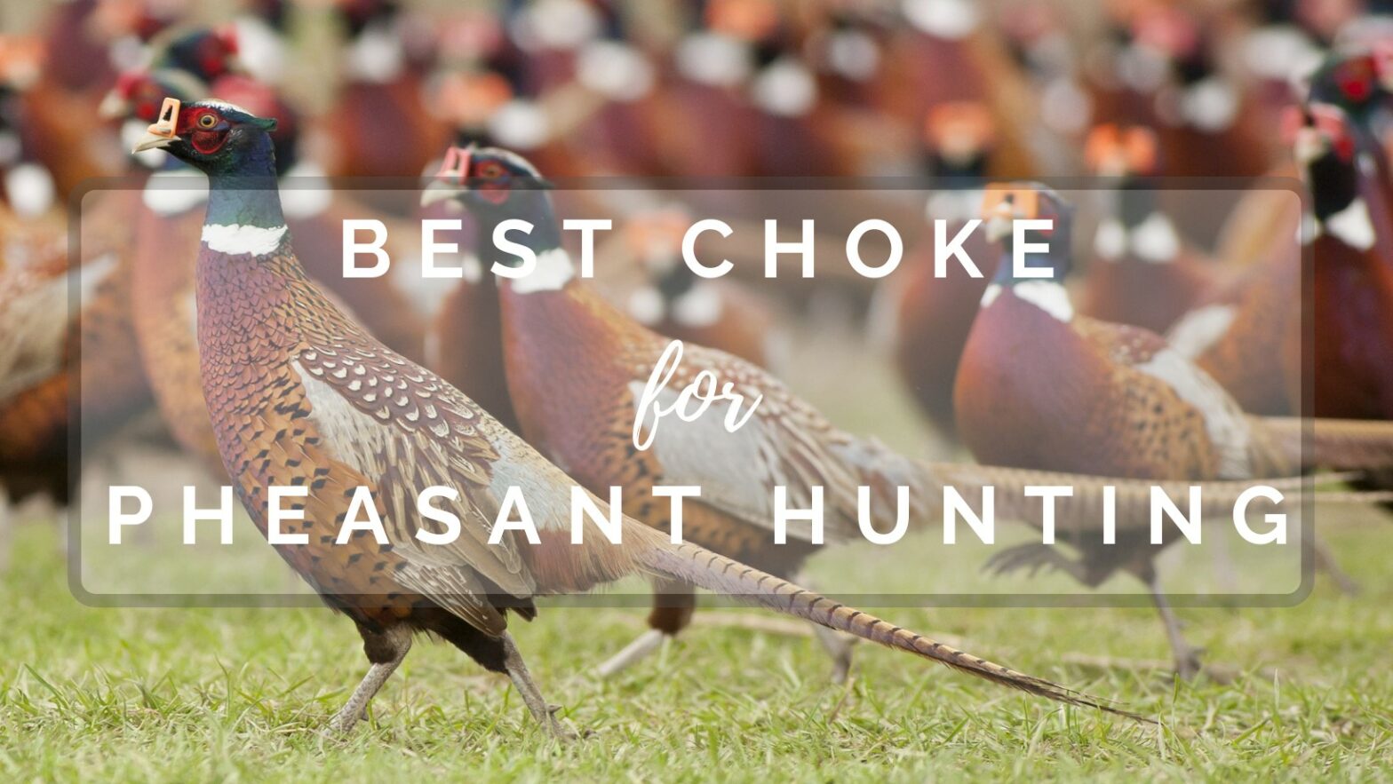 best choke for pheasant hunting